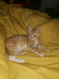 cute kittens for sale near me